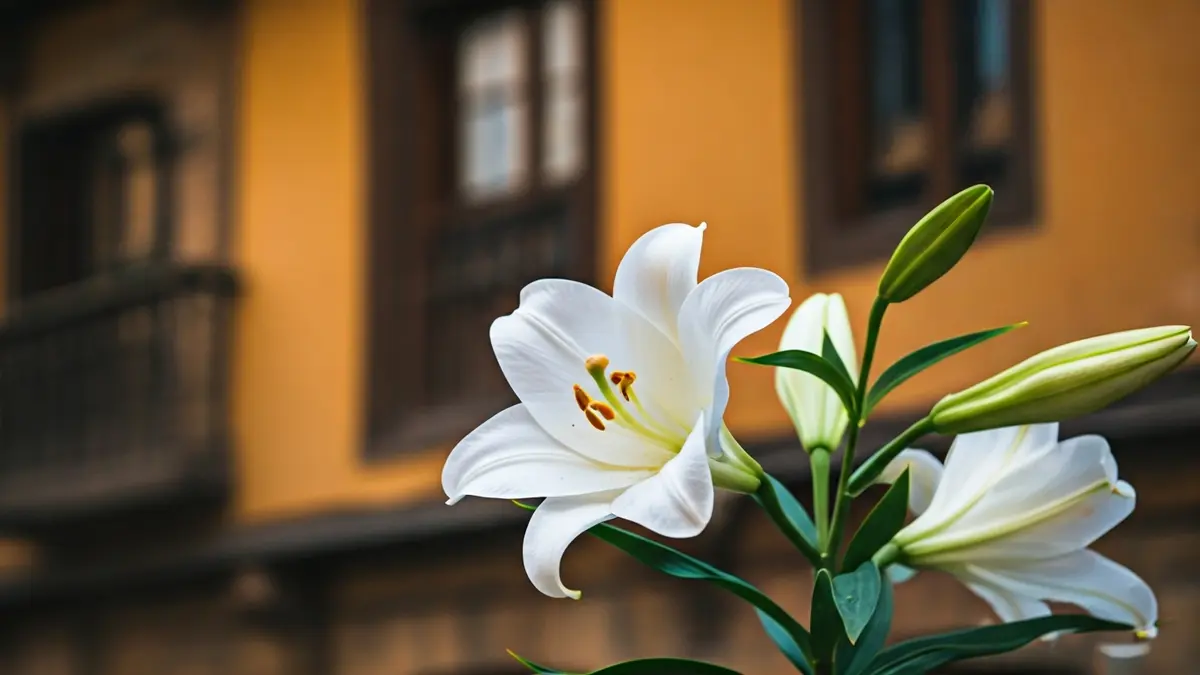 Irudi generikoa lore zuri baten, izenaren sinboloa.