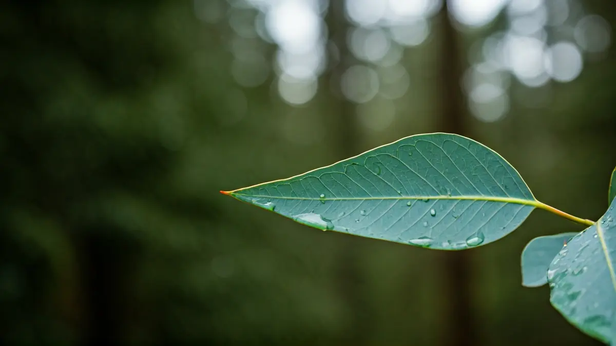 Imagen genérica de una hoja de eucalipto verde con un fondo de bosque difuminado.