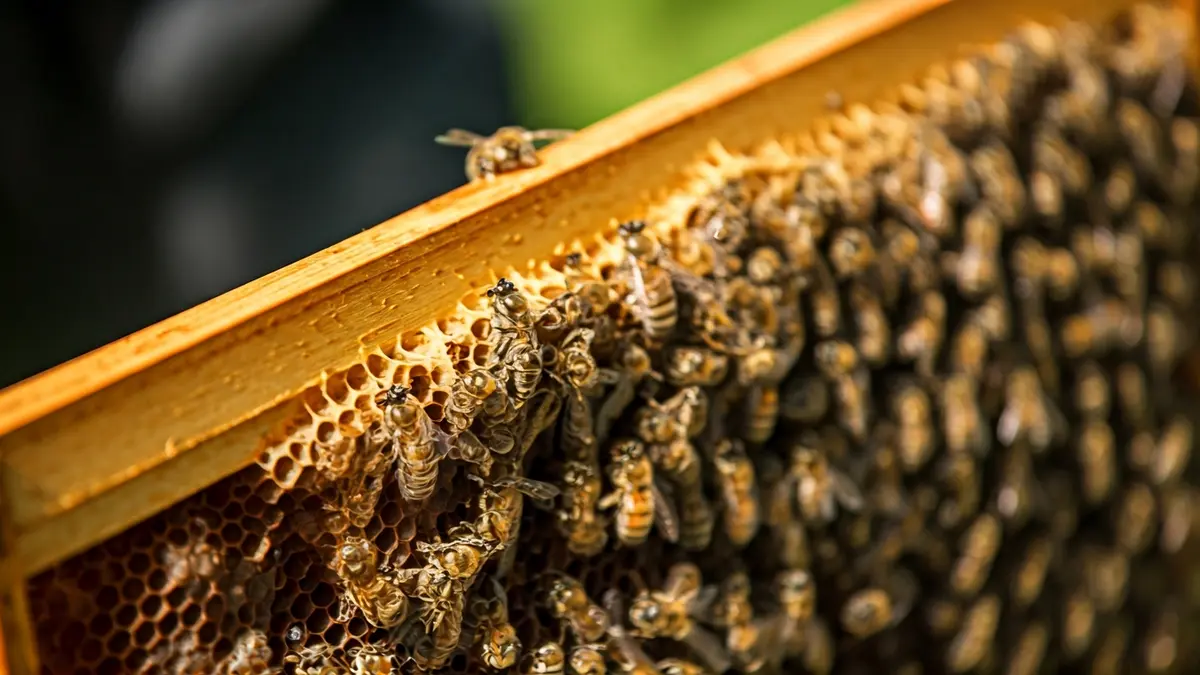 Imagen genérica de un panal con abejas, miel dorada visible en las celdas.