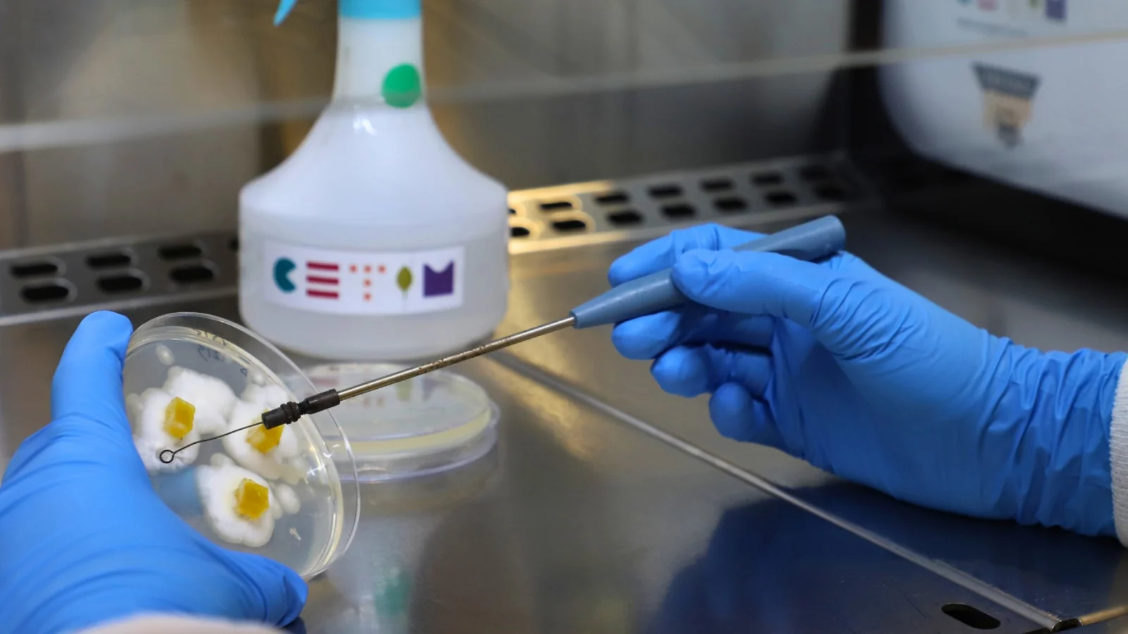 CETIMek bioteknologia eta ekonomia zirkularra baliatzen ditu etorkizuneko elikagai-proteinak sortzeko